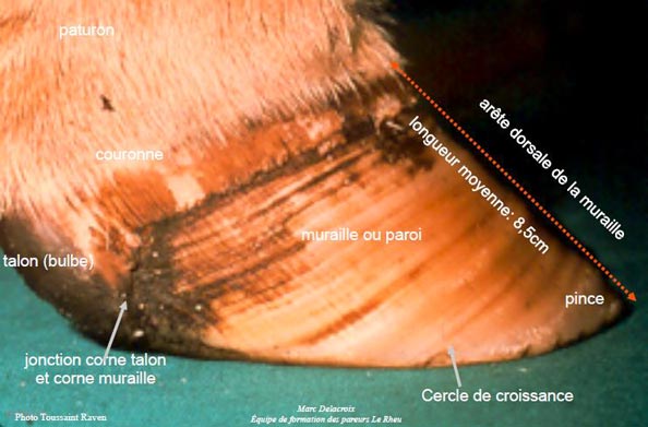 Anatomie du pied de bovin - vue latérale
