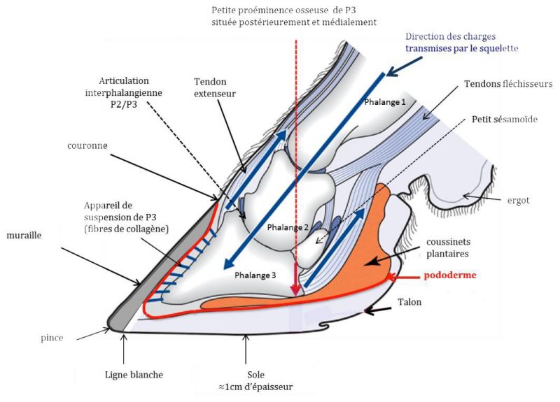 Schéma 'Anatomie interne du pied'