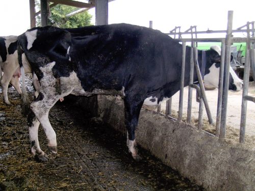 Vache au cornadis-suppression des appuis