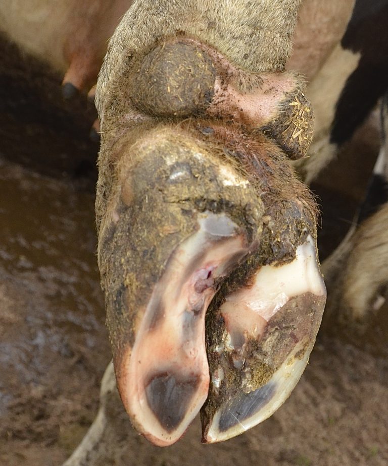 Parage Curatif Et Soins Aux Onglons Malades Boiteries Des Bovins