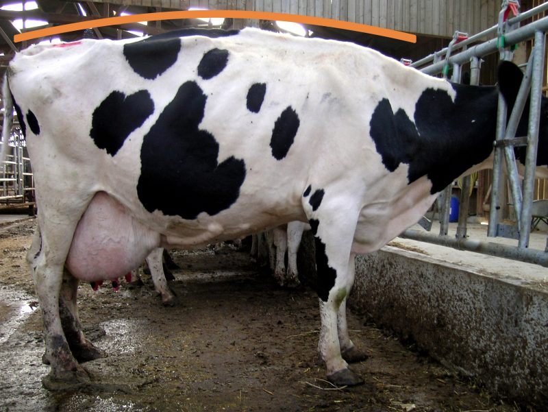 Vache au cornadis avec ligne de dos arrondie